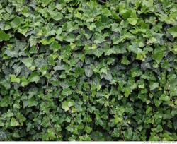 Photo Textures of Ivy